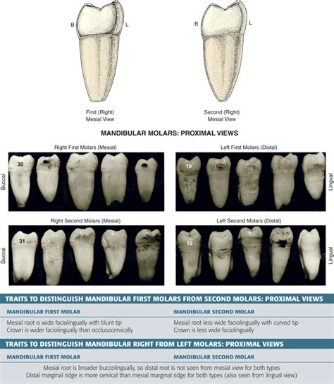 first and second molars|Type traits that differentiate mandibular second from first molars.